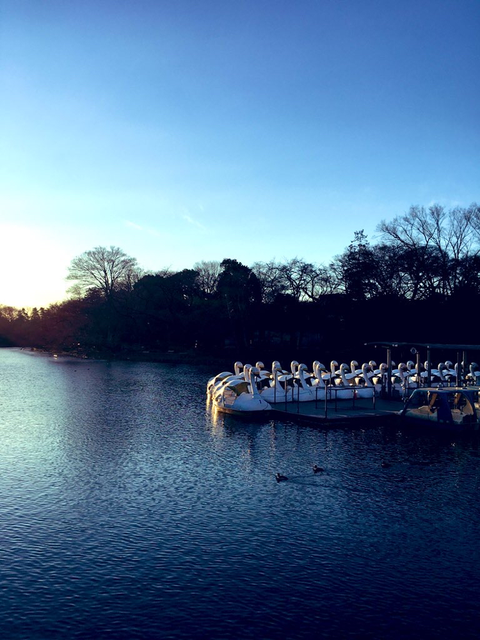 朝の井の頭公園