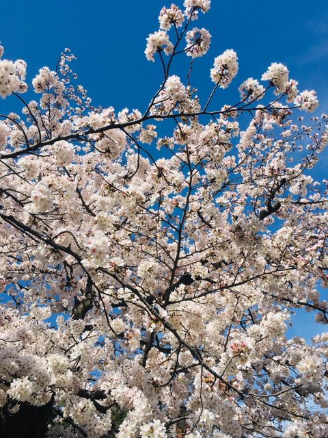 桜🌸
