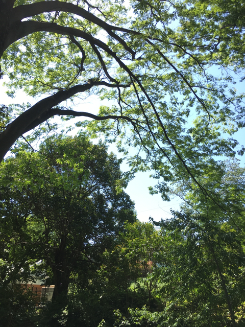緑が綺麗🌿
