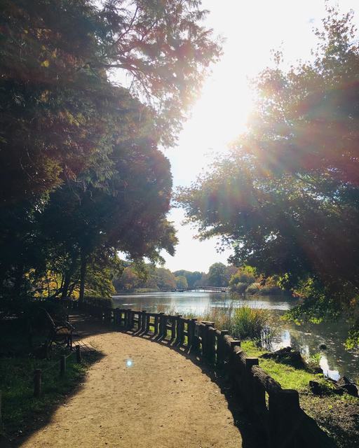 秋らしく紅葉して来た井の頭公園