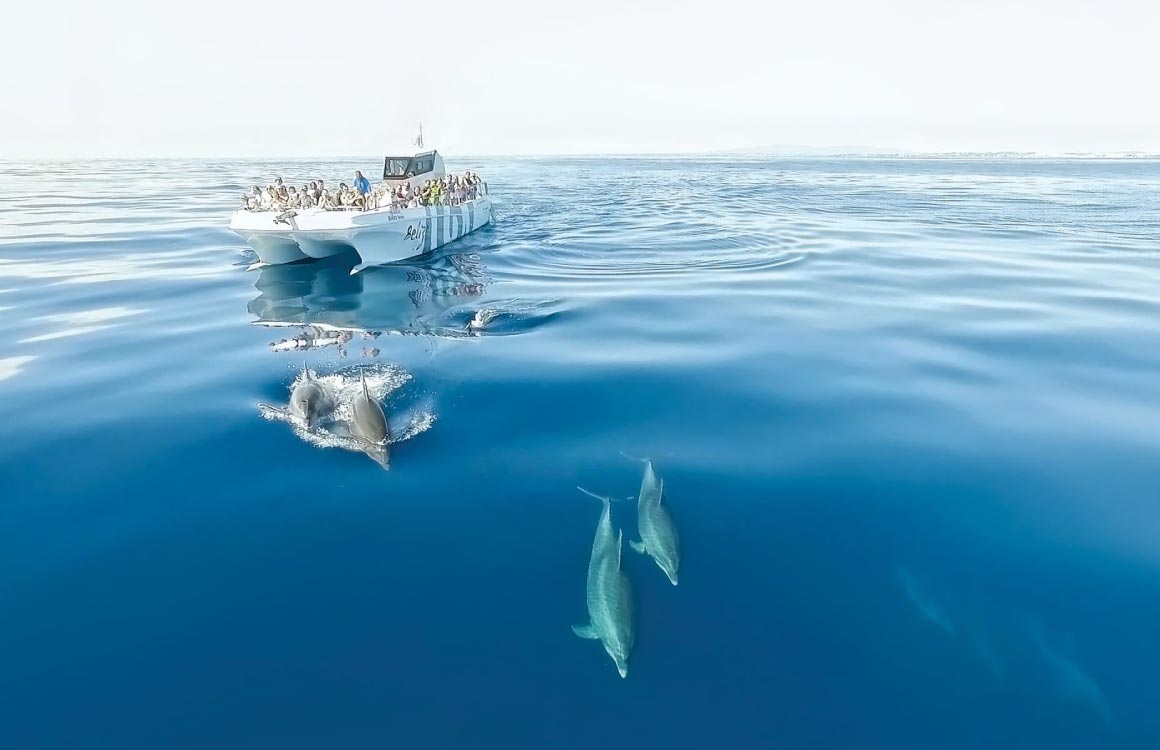 dolphin-watching-algarve