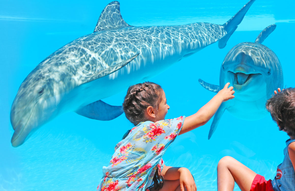 zoo-marine-algarve-dophins