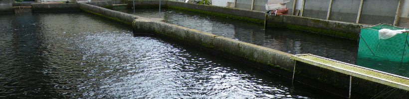 村上養魚場