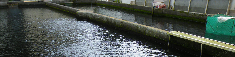 村上養魚場　奥阿蘇　高森　養殖場