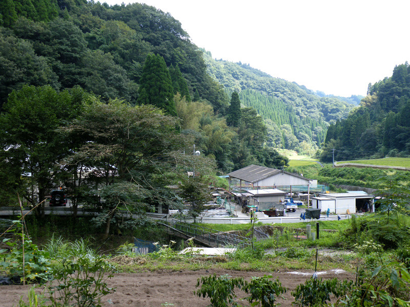 店舗案内 本店 養殖場 有限会社 村上養魚場