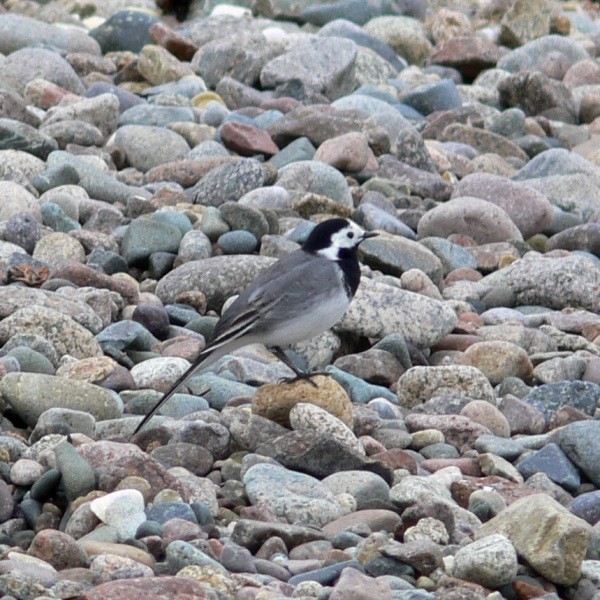 Bergeronnette grise - Pied wagtail