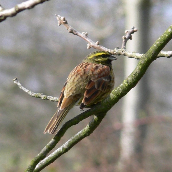 Bruan zizi - Cirl bunting