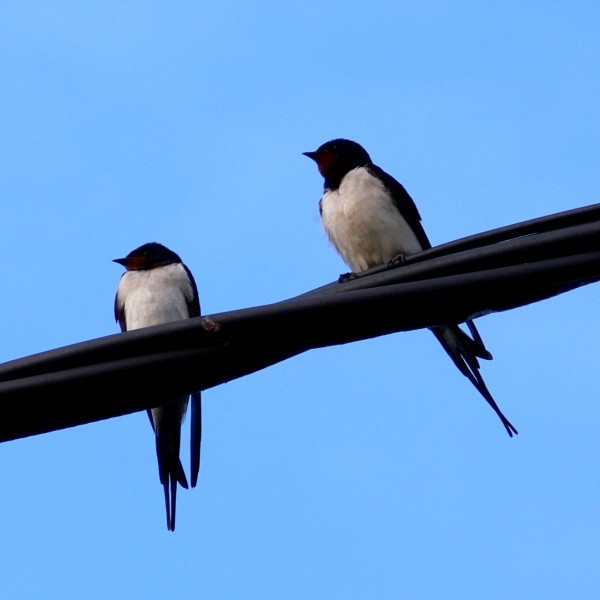 Hirondelle rustique - Swallow