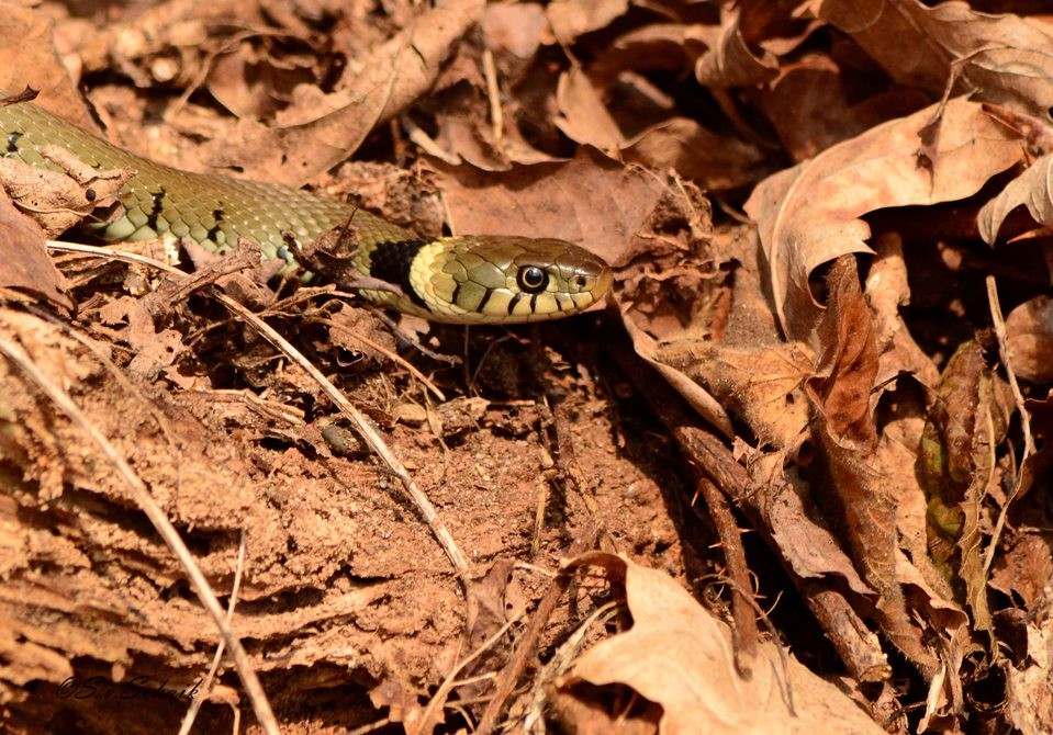 Een addertje onder het gras Natuurfotografie Stefan!