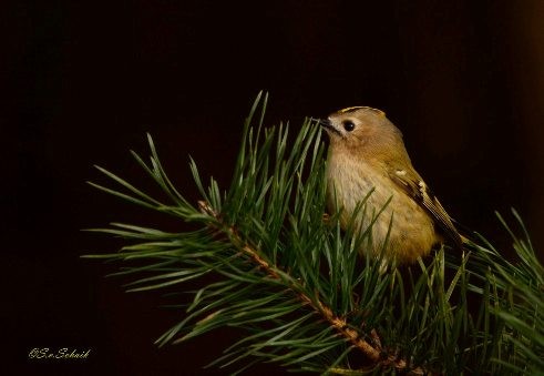 Het goudhaantje is met zijn 8,5cm het kleinste vogeltje van Europa.