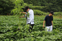 草取り