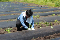 苗植え