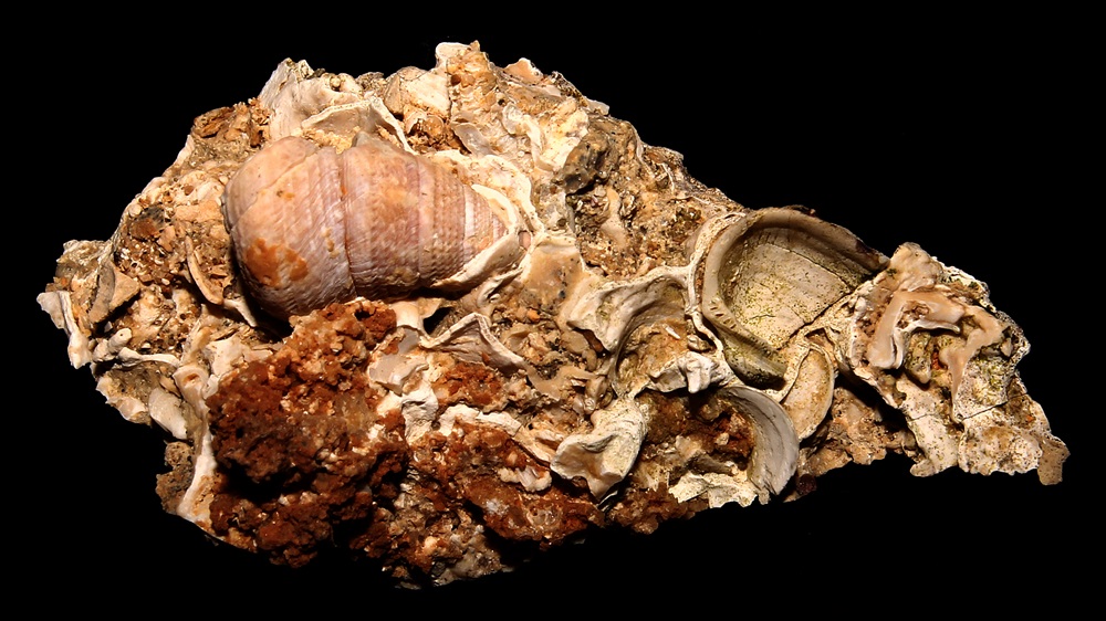 Jujubinus exasperatus e Striarca lactea, Sant'Agostino (Civitavecchia, RM)