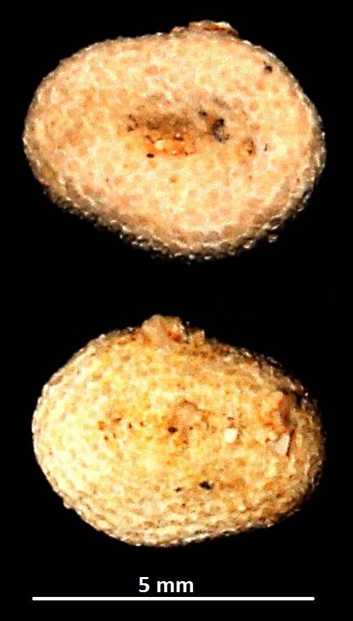 Echinocyamus pusillus? Sabbie a echinodermi di Tarquinia (VT)