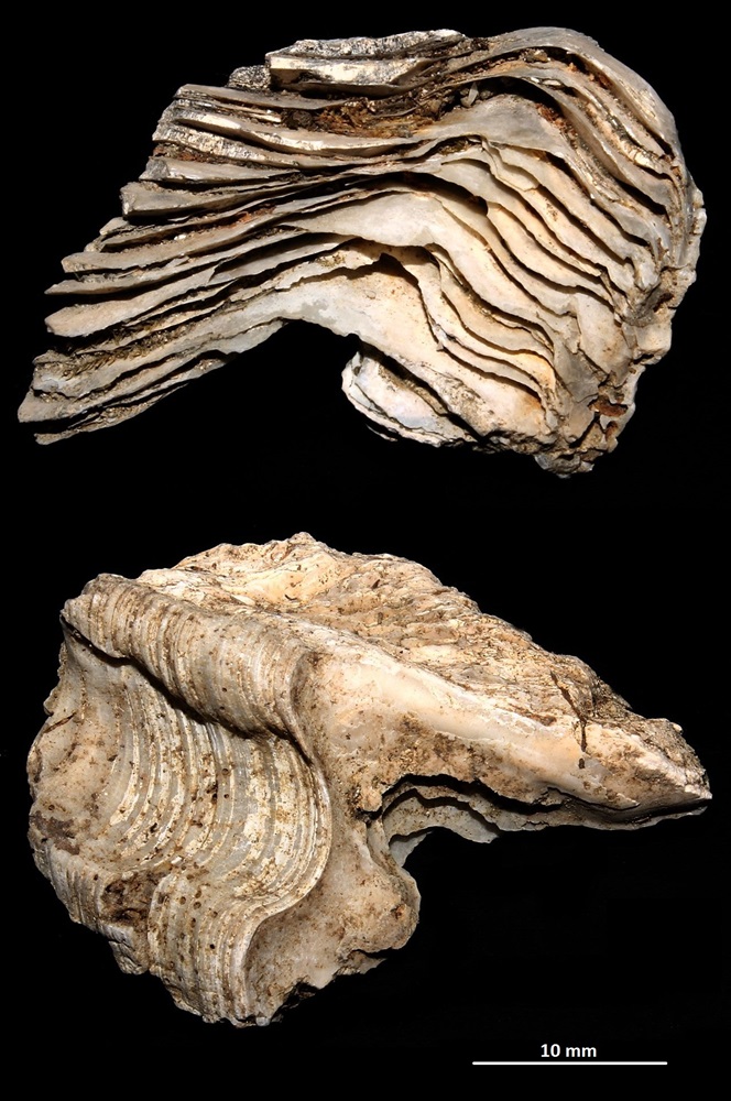 Ostrea edulis, calcareniti di Tarquinia (VT): frammento della cerniera