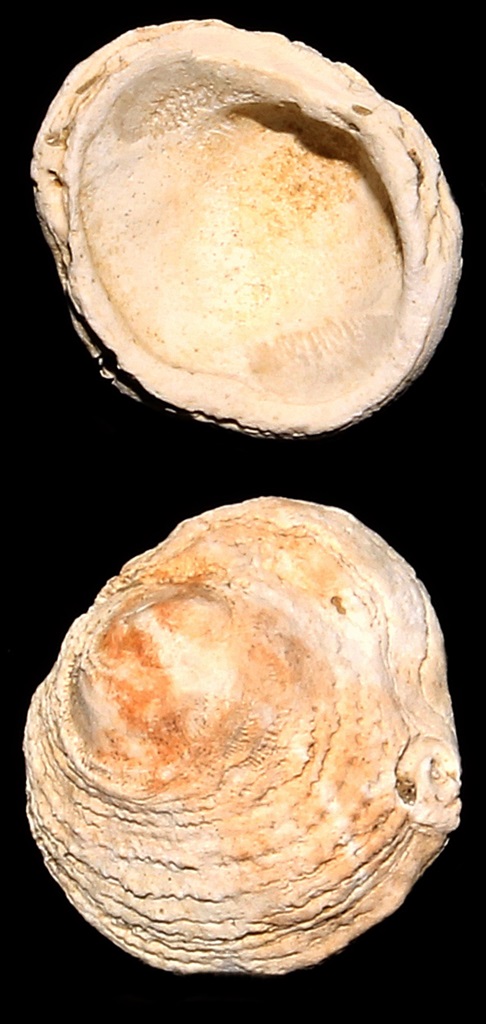 Chama gryphoides, Macchia della Turchina (Monteromano, VT)