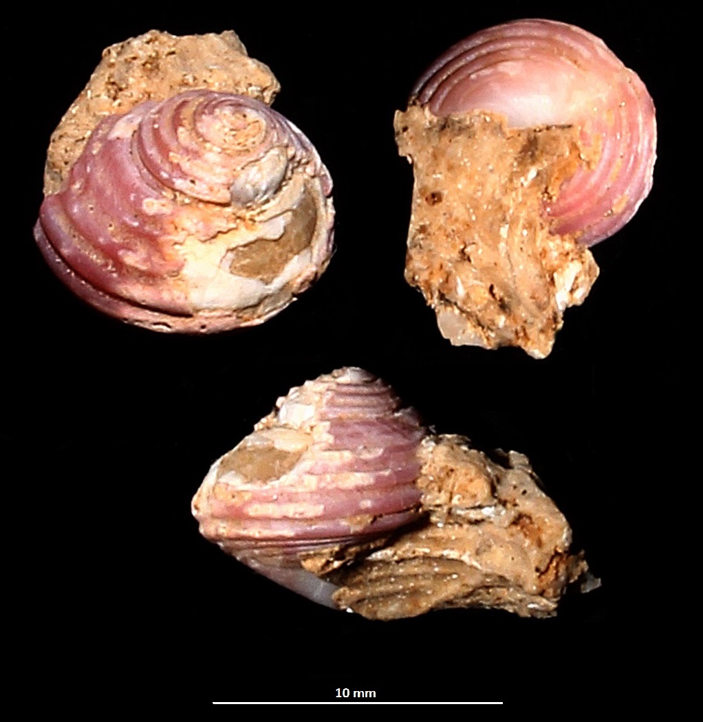 Homalopoma sanguineum, Sant'Agostino (Civitavecchia, RM)