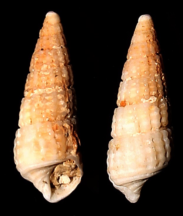 Bittium latreilli, Sant'Agostino (Civitavecchia, RM)