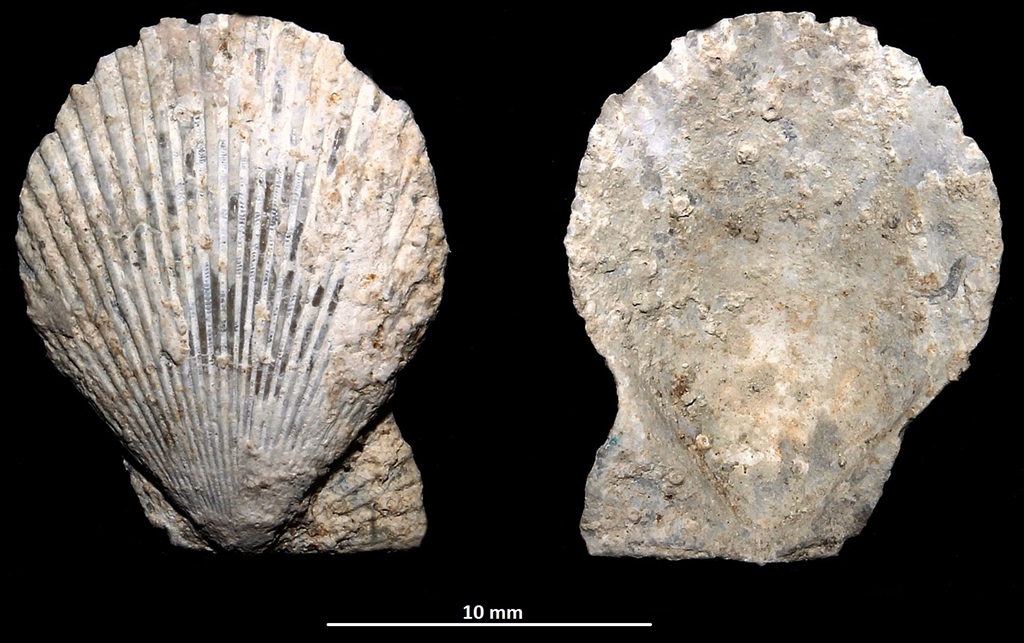 Chlamys varia, Macchia della Turchina (Monteromano, VT)