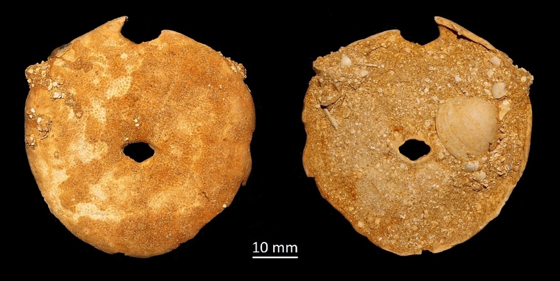 Echinolampas richardii, Miocene dell'Aquitania
