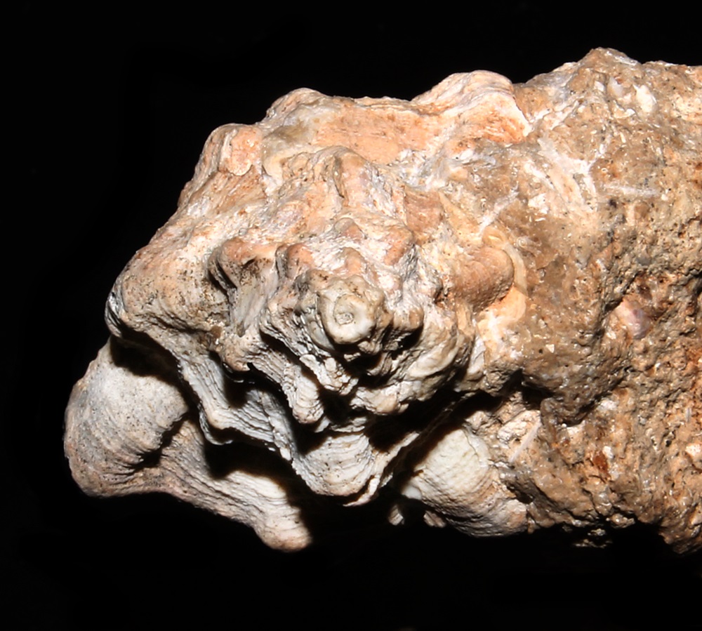 Hexaplex truncatula, Sant'Agostino (Civitavecchia)