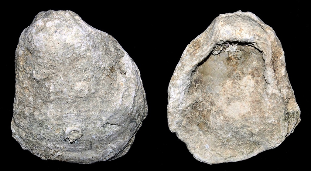 Neopycnodonte cochlear, Macchia della Turchina (Monteromano, VT)