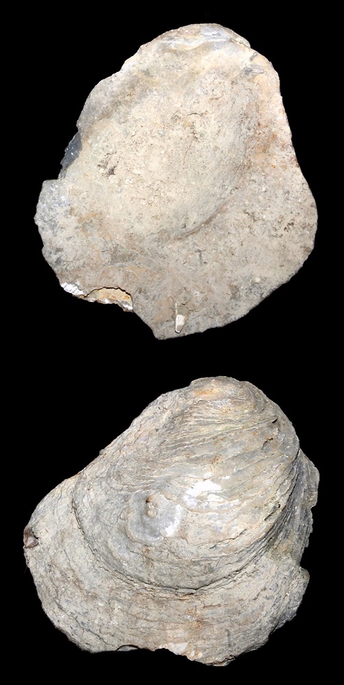 Neopycnodonte cochlear, Macchia della Turchina (Monteromano, VT)