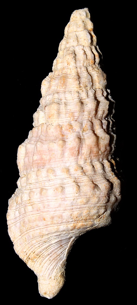 Cerithium vulgatum, Macchia della Turchina (Monteromano, VT)
