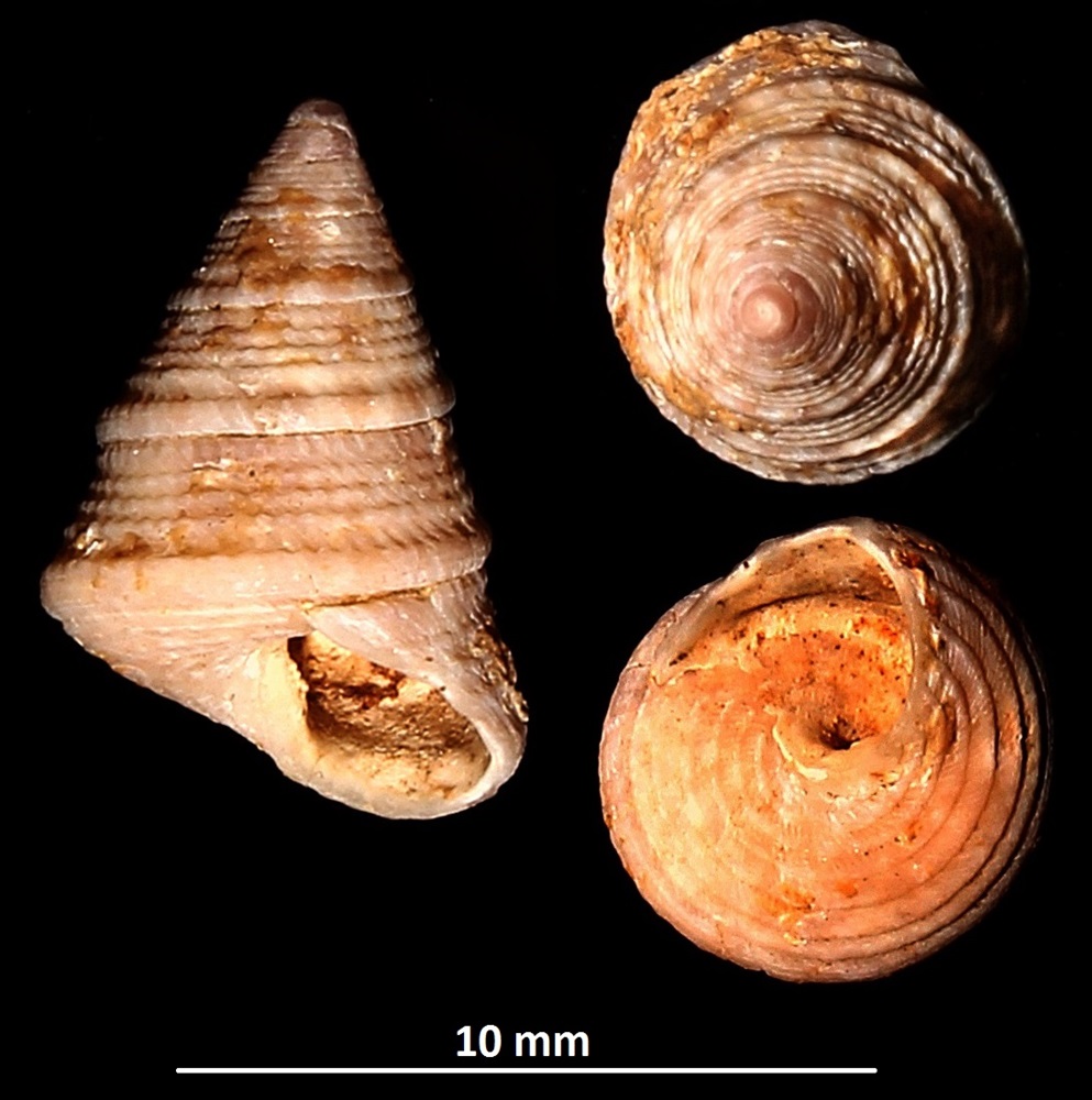 Jujubinus exasperatus, Sant'Agostino (Civitavecchia, RM)