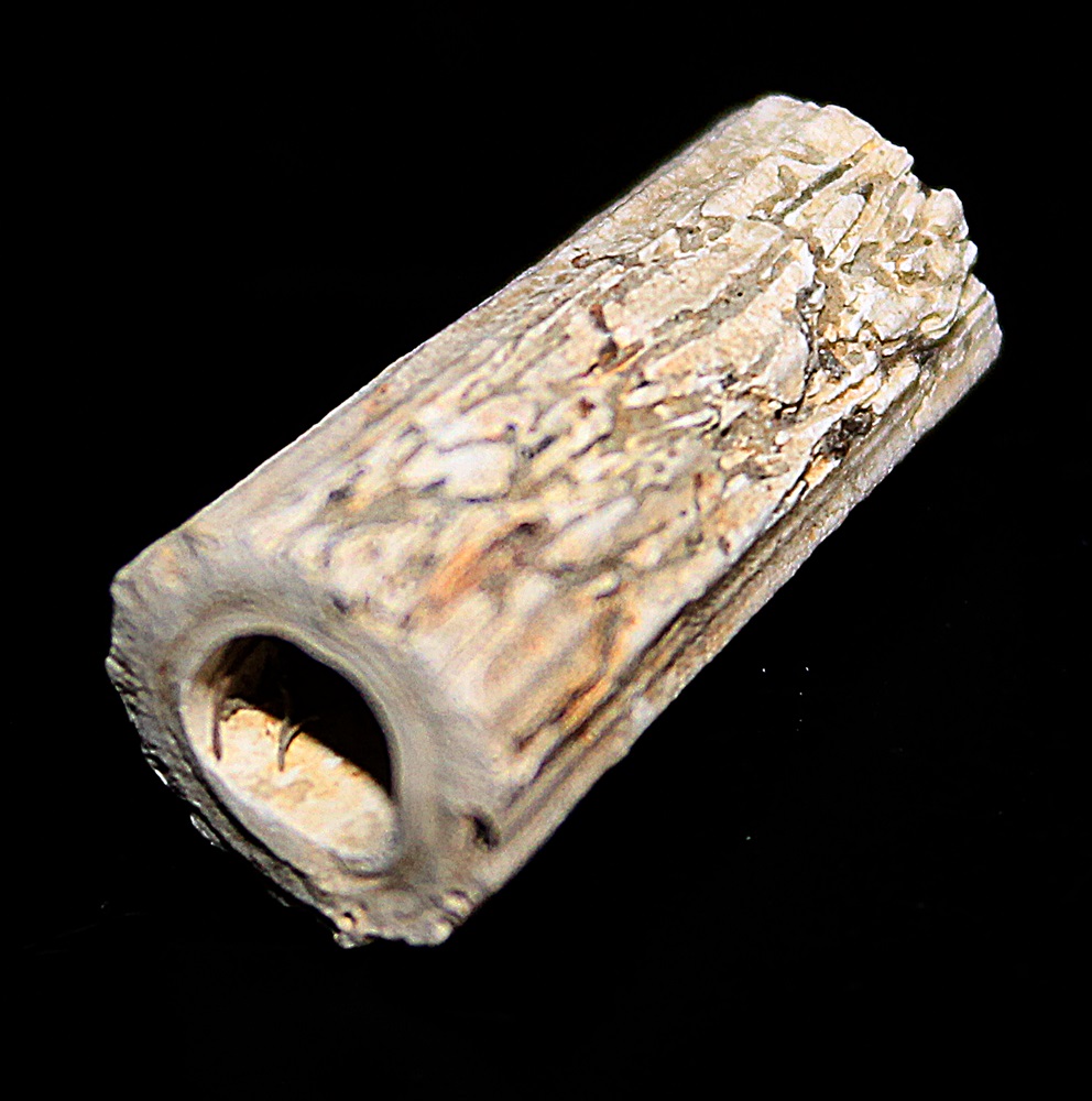 Dentalium inaequicostatum, Quattro Castella (RE)