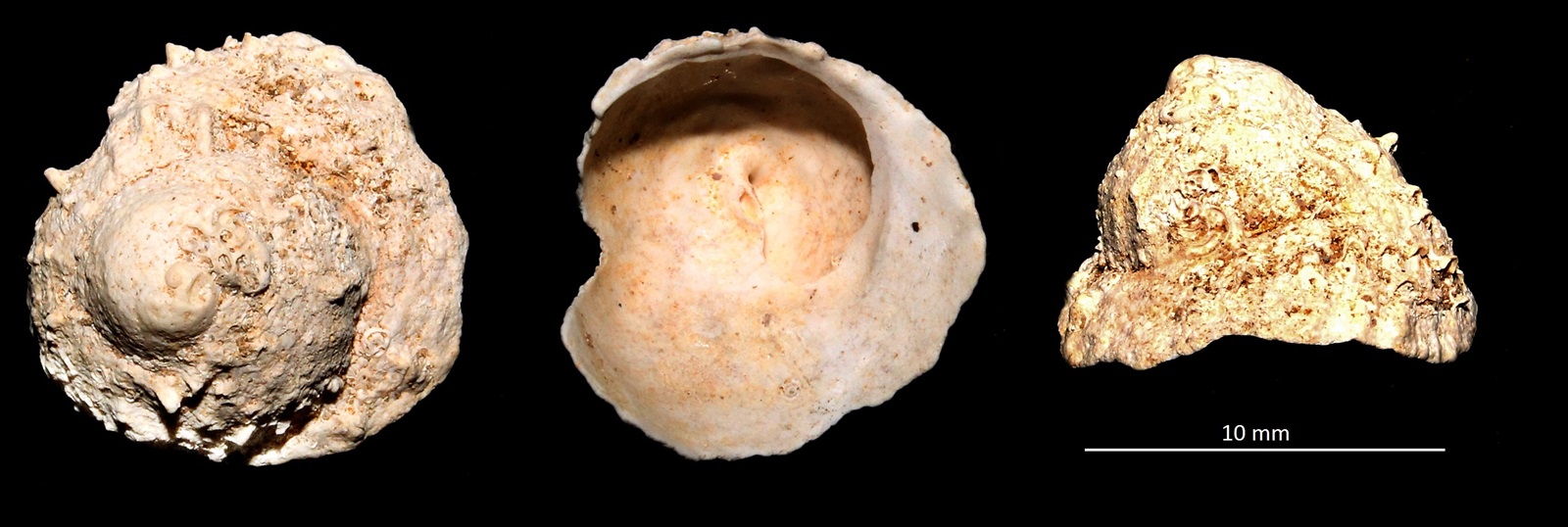 Calyptraea costaria, Miocene dell'Aquitania