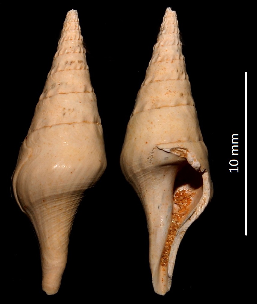 Clavatula degrangei, Miocene dell'Aquitania, danneggiato