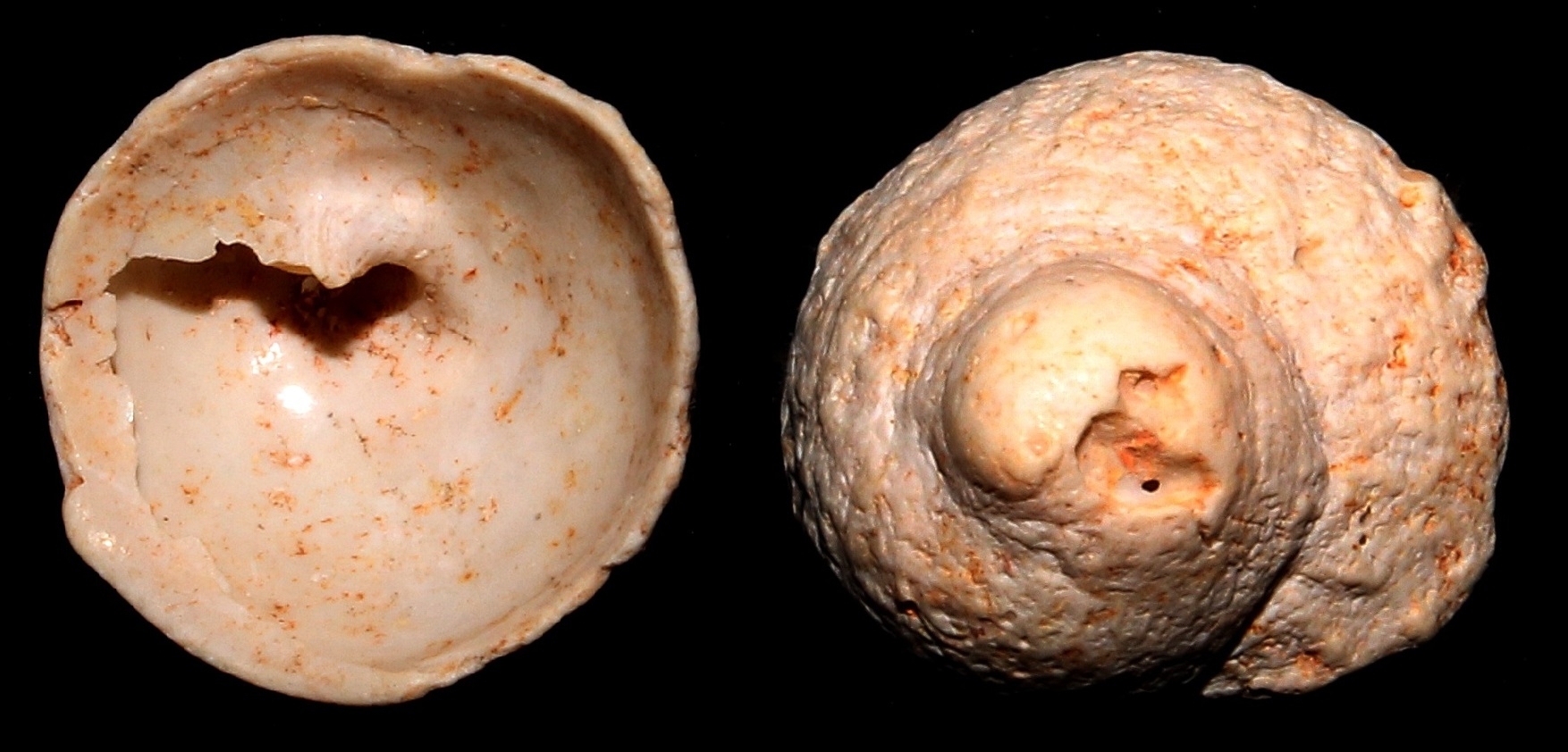 Calyptraea costaria, Miocene dell'Aquitania