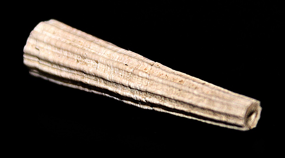 Dentalium inaequicostatum, Quattro Castella (RE)