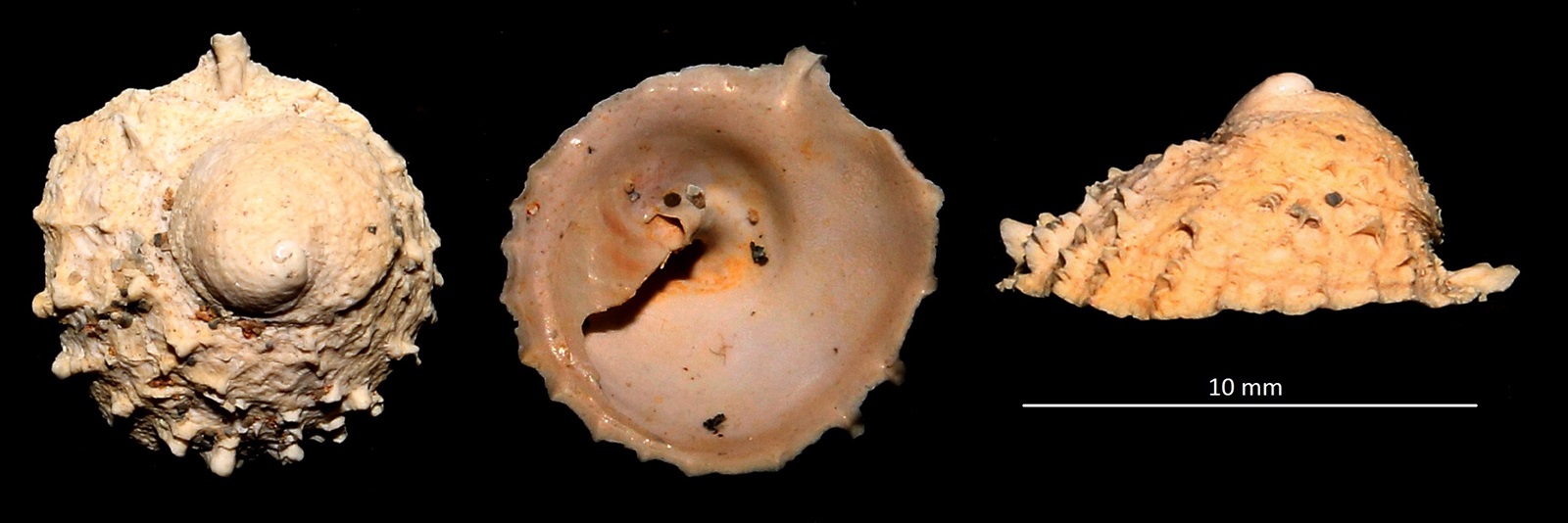 Calyptraea costaria, Miocene dell'Aquitania