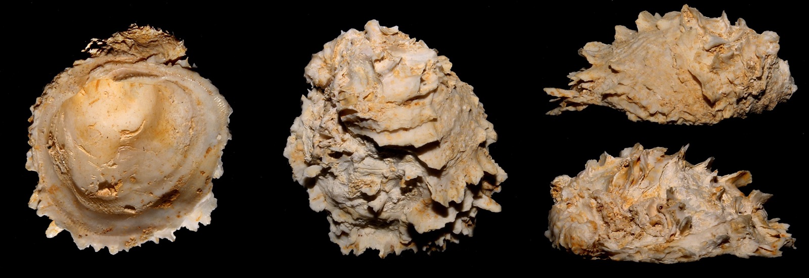 Chama gryphoides, Miocene dell'Aquitania