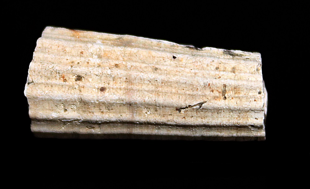 Dentalium inaequicostatum, Quattro Castella (RE)