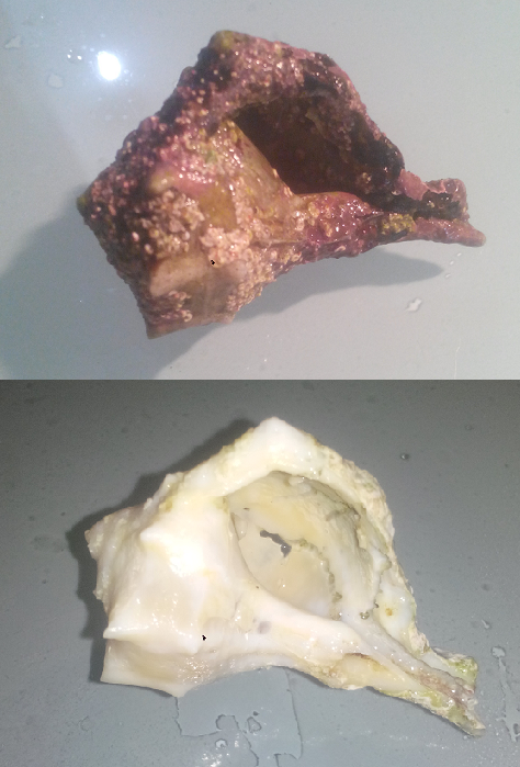 Bolinus brandaris prima e dopo il trattamento in candeggina: sono serviti 4 lavaggi da 8 minuti circa e spazzolate ogni volta. Purtroppo la conchiglia è danneggiata permanentemente dall'erosione chimica di altri organismi marini (spugne?)