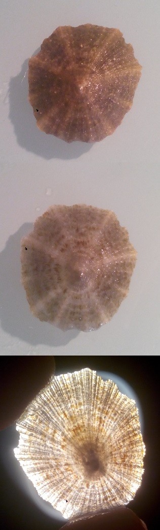 Una patella troppo acidata: diventa troppo sottile e fragile, i colori sono alterati, addirittura diventa trasparente.