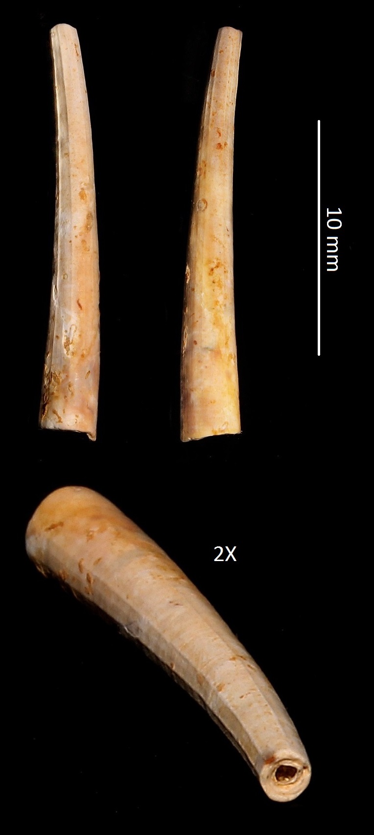 Dentalium ex-lamarcki, Miocene dell'Aquitania
