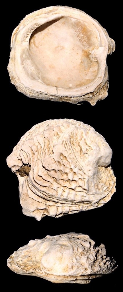 Chama gryphoides, Macchia della Turchina (Monteromano, VT)