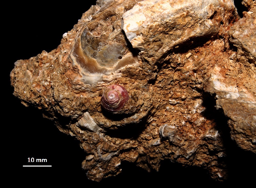 Homalopoma sanguineum, vicino a Bolma rugosa, Sant'Agostino (Civitavecchia, RM)
