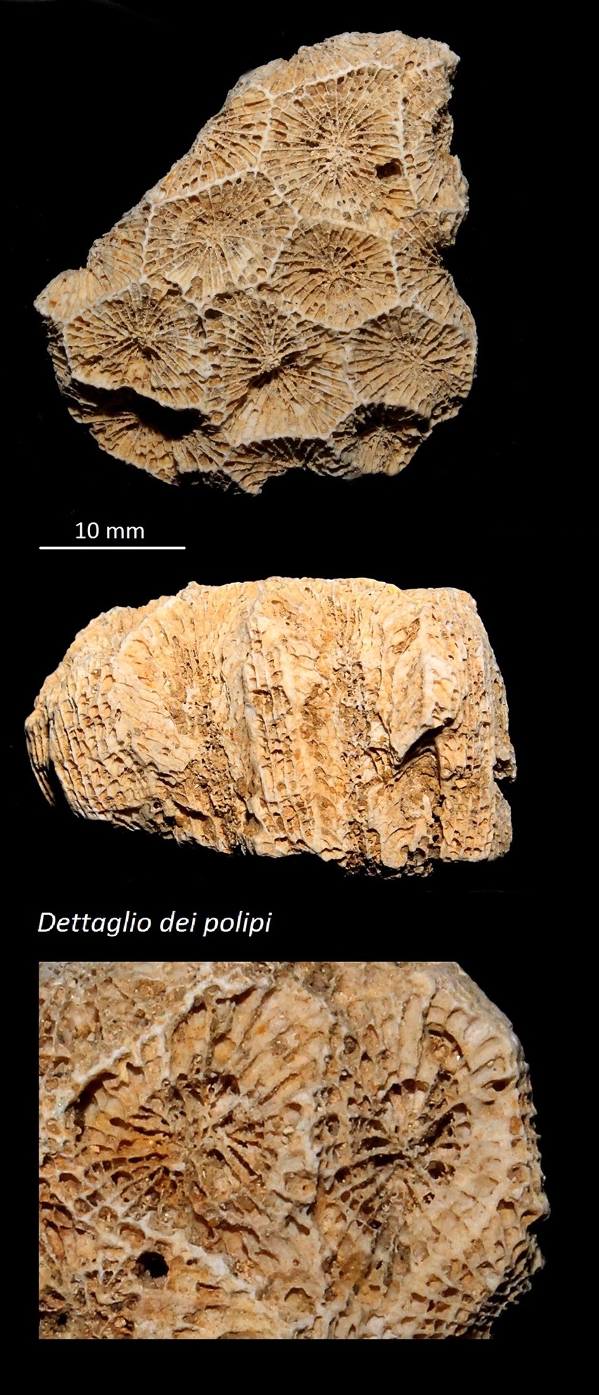 Favites sp., Miocene dell'Aquitania