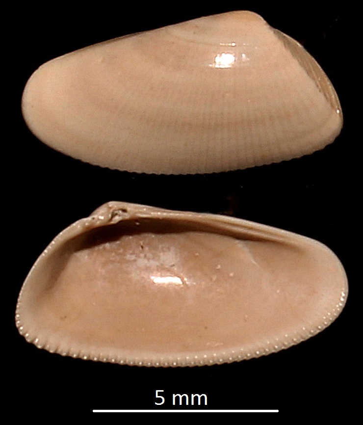 Donax (Paradonax) transversa, Miocene dell'Aquitania