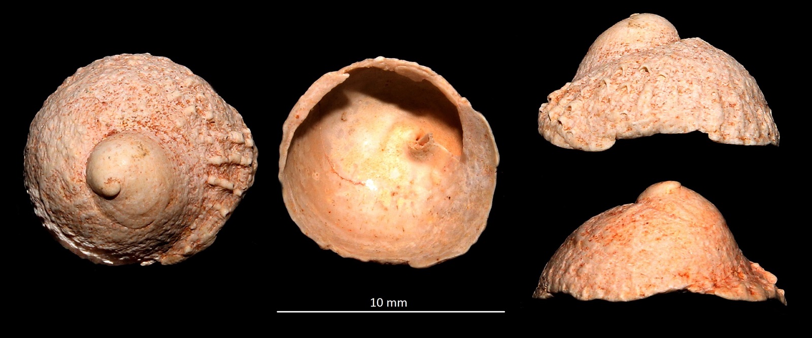 Calyptraea costaria, Miocene dell'Aquitania