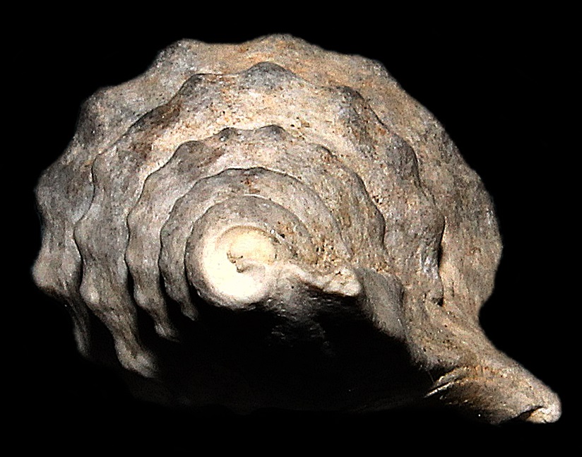 Aporrhais pespelcani, esemplare incompleto dello Stirone.