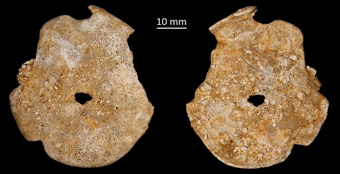 Echinolampas richardii, Miocene dell'Aquitania