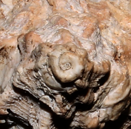 Hexaplex truncatula, Sant'Agostino (Civitavecchia)