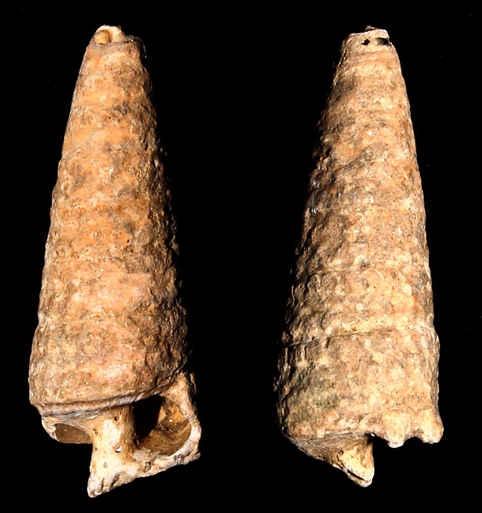 Potamides tricinctus, Macchia della Turchina (Monteromano, VT)