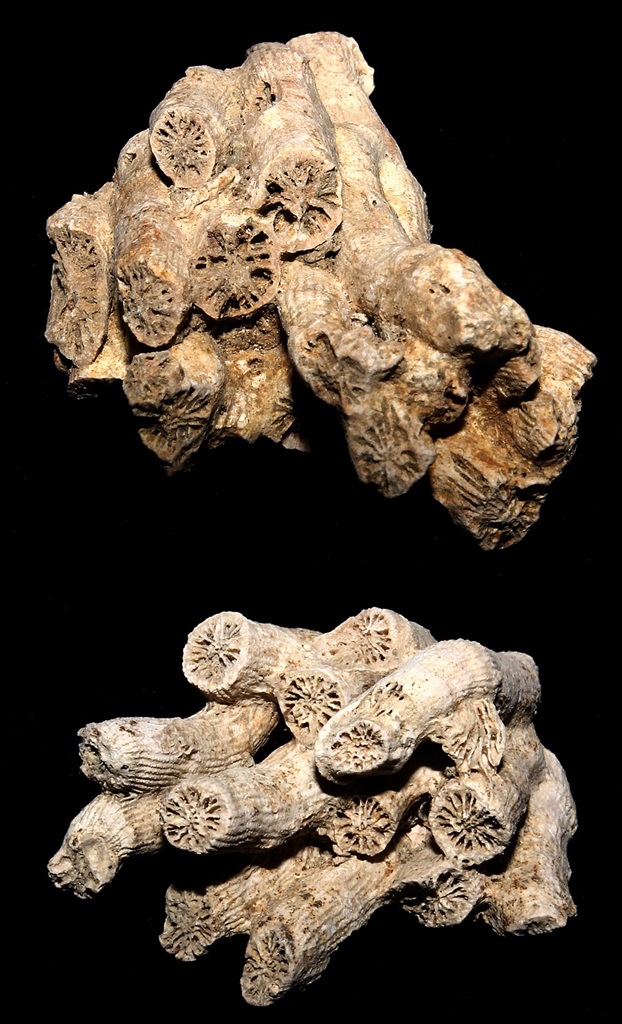 Cladocora caespitosa, Macchia della Turchina (Monteromano, VT)